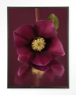 Discount Urban Cotton Wandkleed De Elegantie Van De Kerstroos in maat en frame naar keuze