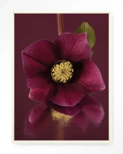 Discount Urban Cotton Wandkleed De Elegantie Van De Kerstroos in maat en frame naar keuze