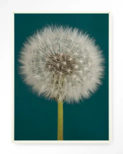 New Urban Cotton Wandkleed Pluizige Paardenbloem in maat en frame naar keuze