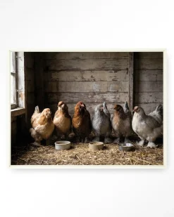 Clearance Urban Cotton Wandkleed The Chicken Barn in maat en frame naar keuze