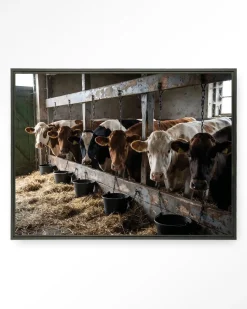 Hot Urban Cotton Wandkleed The Cow Barn in maat en frame naar keuze