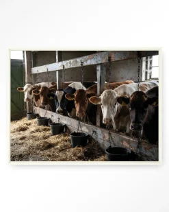 Hot Urban Cotton Wandkleed The Cow Barn in maat en frame naar keuze